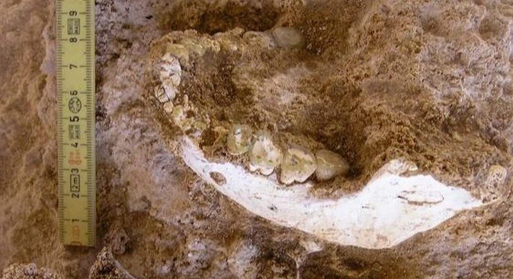 early-human-ancestor-found-in-morocco-dates-back-700,000-years-may-be-major-missing-link