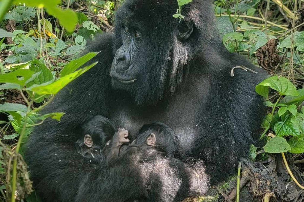 rare-twins-born-to-mountain-gorilla-family-in-virunga-national-park