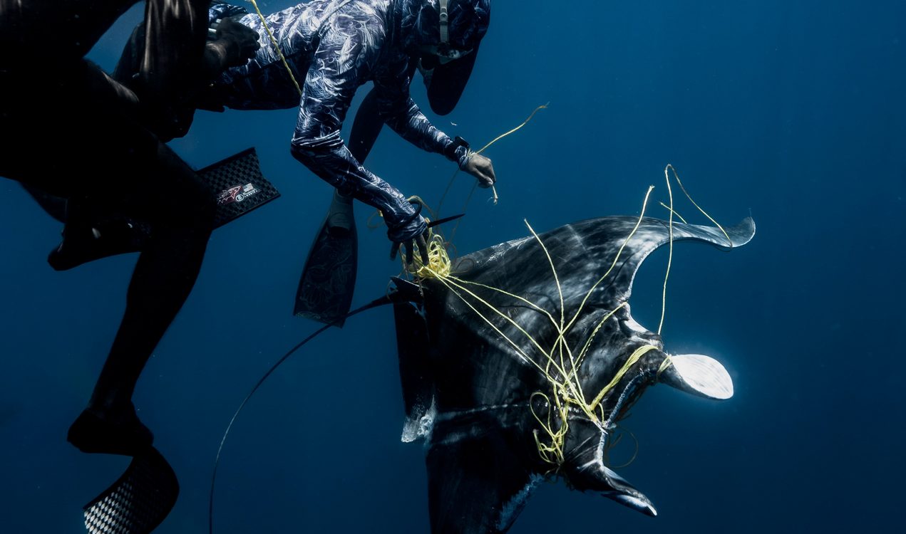 divers-rescue-ray-tangled-in-deadly-fishing-line–once-freed,-encircled-them-with-a-‘thank-you’