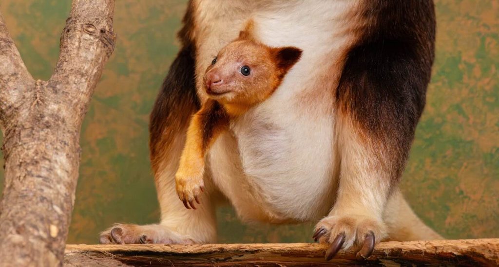 tiny-‘pouch-cam’-provides-rare-glimpse-of-endangered-tree-kangaroo-developing-inside-its-mother-(look)