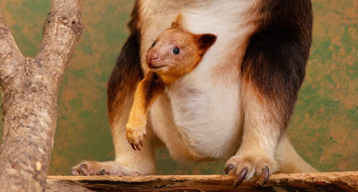 tiny-‘pouch-cam’-provides-rare-glimpse-of-endangered-tree-kangaroo-developing-inside-its-mother-(look)
