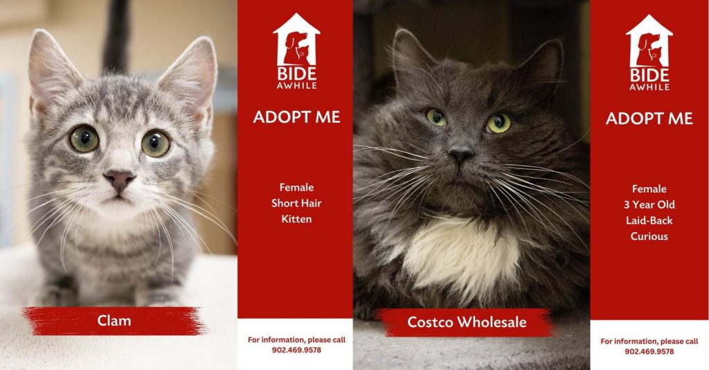 this-animal-shelter-closes,-emptied-from-day-after-day-of-instant-adoptions:-‘it’s-been-nonstop’