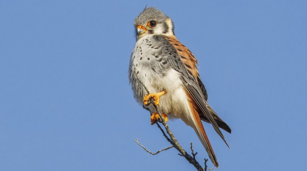 cherry-crops-kept-safe-from-diseases-thanks-to-tiny-kestrel-falcons-in-michigan