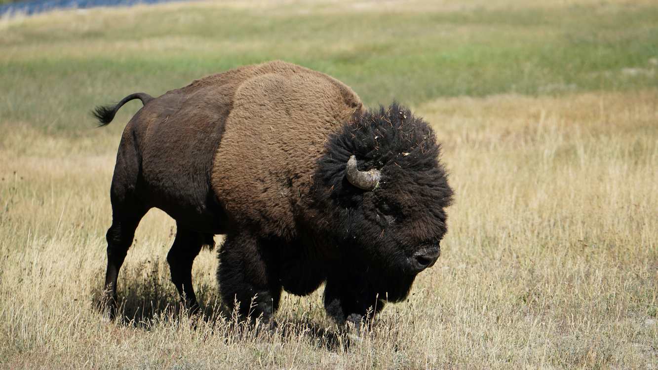bison-return-to-illinois-prairie-to-the-sounds-of-drumming-after-200-years-of-absence