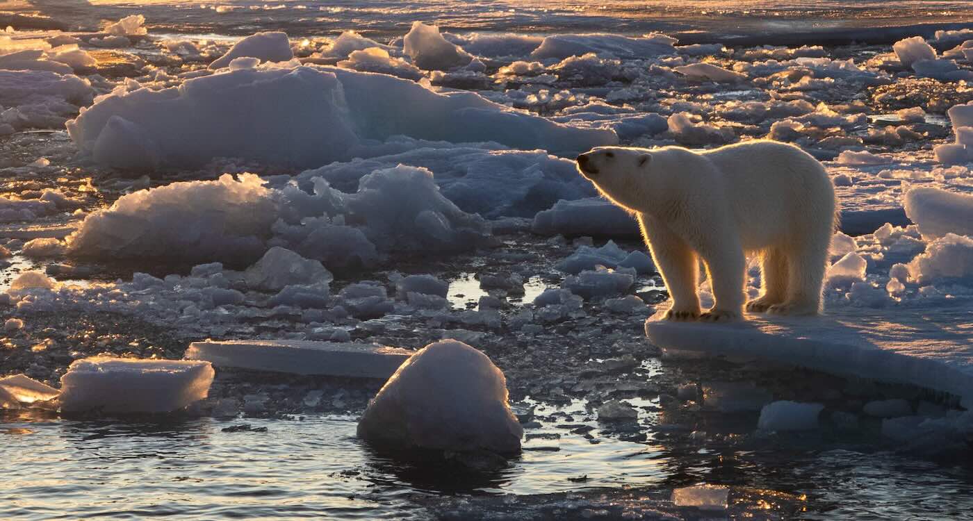 polar-bears-are-in-better-physical-shape-than-25-years-ago,-despite-sea-ice-losses
