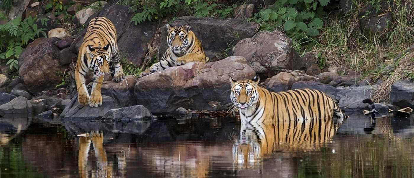 the-tiger-population-doubled-in-india-in-just-ten-years
