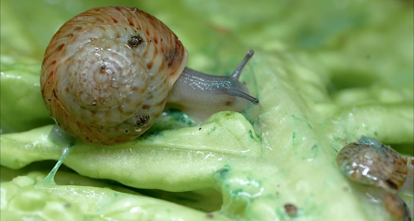 ‘extinct’-snail-found-in-alleyway-results-in-species-pulled-back-from-the-brink:-a-‘once-in-a-career’-moment