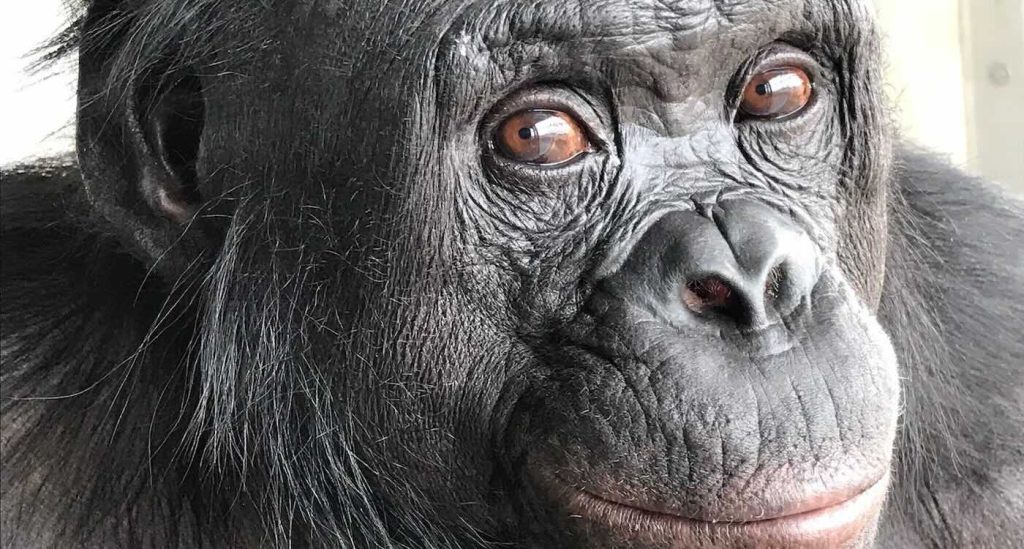 apes-show-ability-to-imagine-in-‘tea-party’-experiments,-and-scientists-are-very-excited