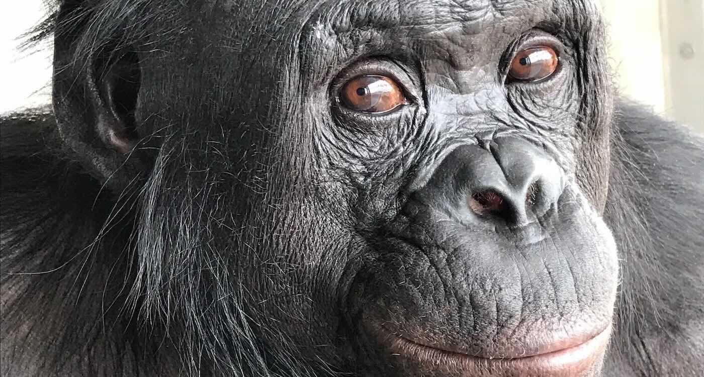 apes-show-ability-to-imagine-in-‘tea-party’-experiments,-and-scientists-are-very-excited