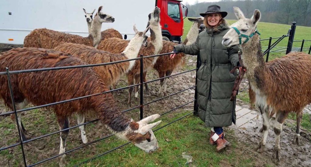 ‘crime-fighting’-llamas-catch-thief-by-surrounding-him-in-a-field-until-cops-arrive