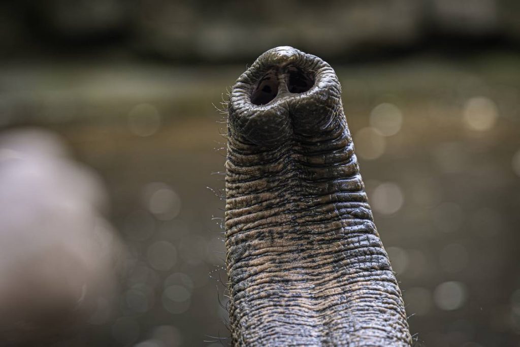 whiskers-on-elephant’s-trunk-are-key-to-its-amazing-sense-of-touch