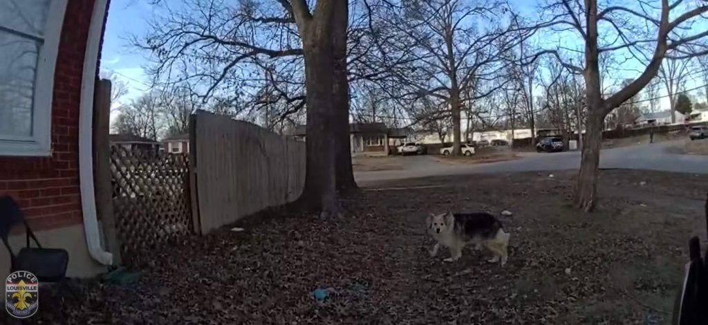 mysterious-‘hero’-dog-leads-police-straight-to-missing-3-year-old-officer-says-in-body-cam-video