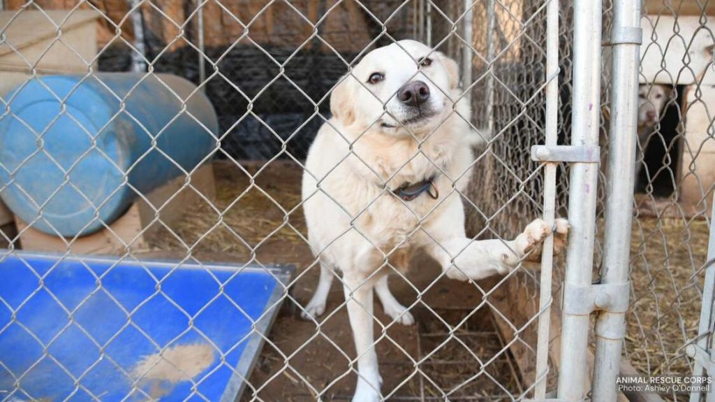 volunteers-save-51-dogs-in-large-scale-operation-following-arkansas-shelter-collapse