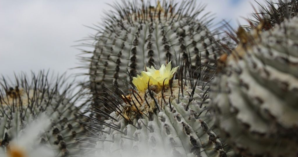 giant-seed-vault-freezes-beneath-atacama-desert,-preserving-chile’s-floral-diversity-for-the-ages