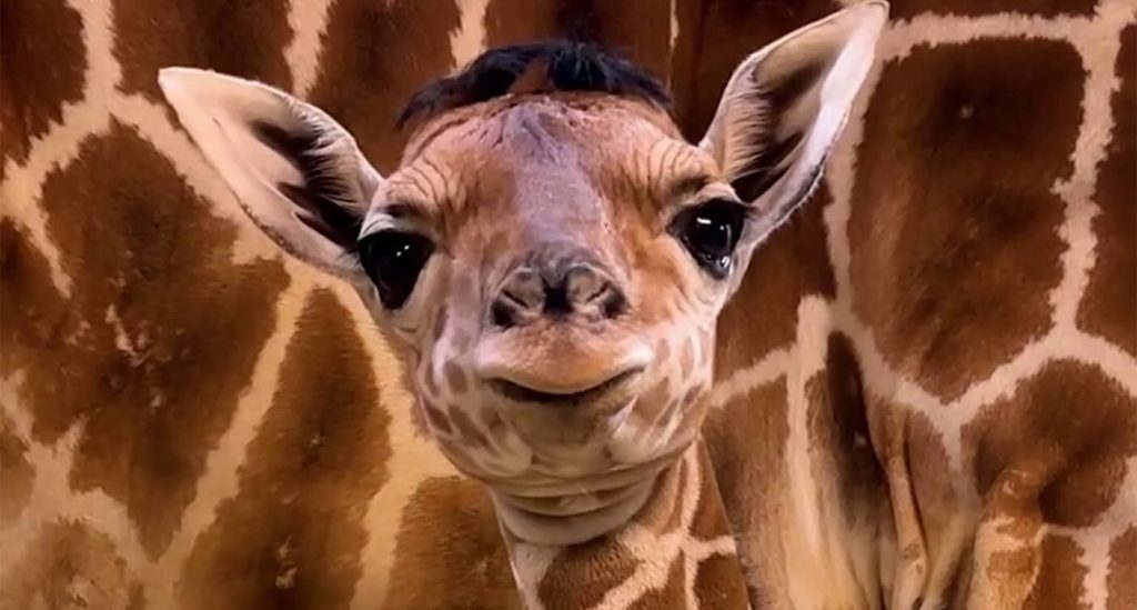 newborn-giraffe-with-distinctive-hair-do-is-charming-visitors-to-ohio-zoo–and-they-gave-him-the-perfect-name