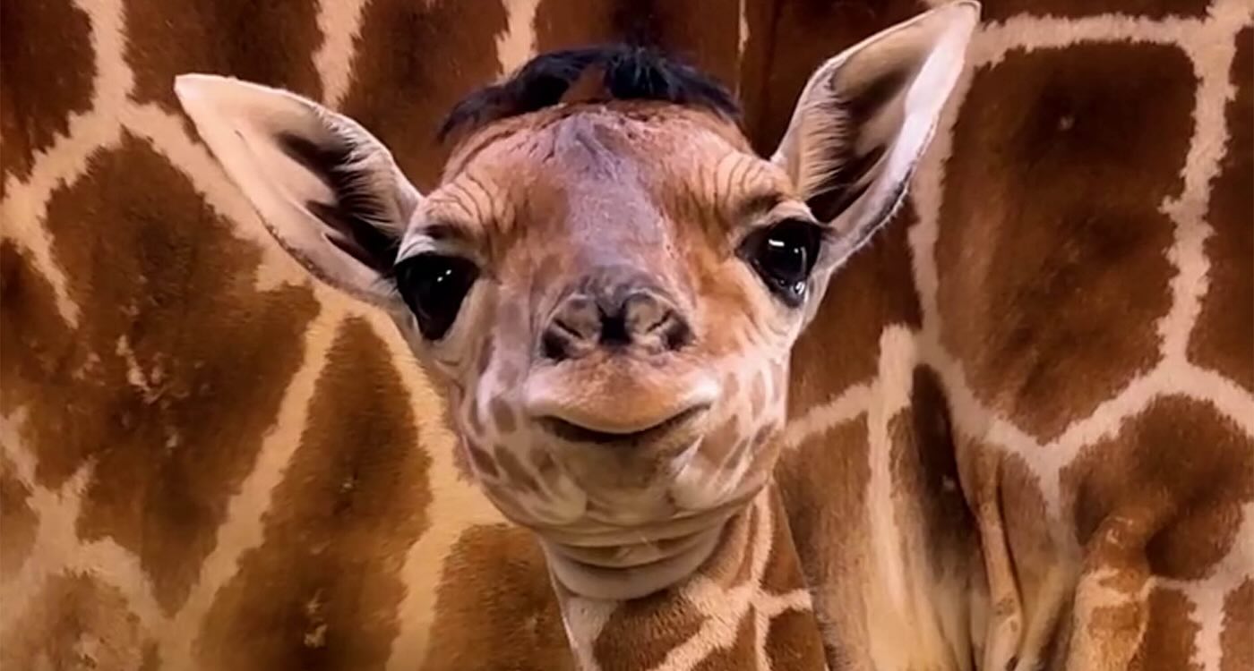 newborn-giraffe-with-distinctive-hair-do-is-charming-visitors-to-ohio-zoo–and-they-gave-him-the-perfect-name