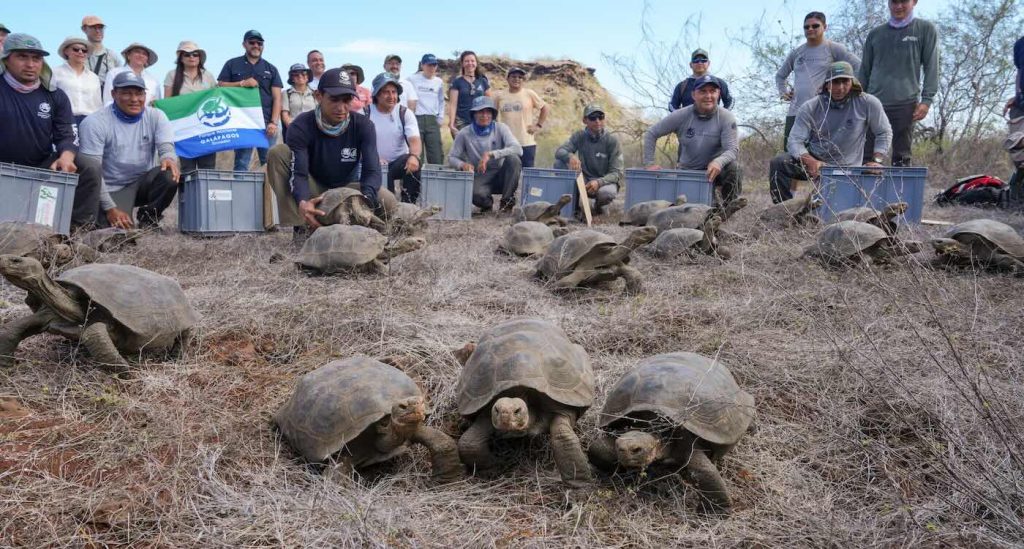 158-giant-endangered-tortoises-released-on-galapagos-island-where-they’d-been-extinct-for-180-years