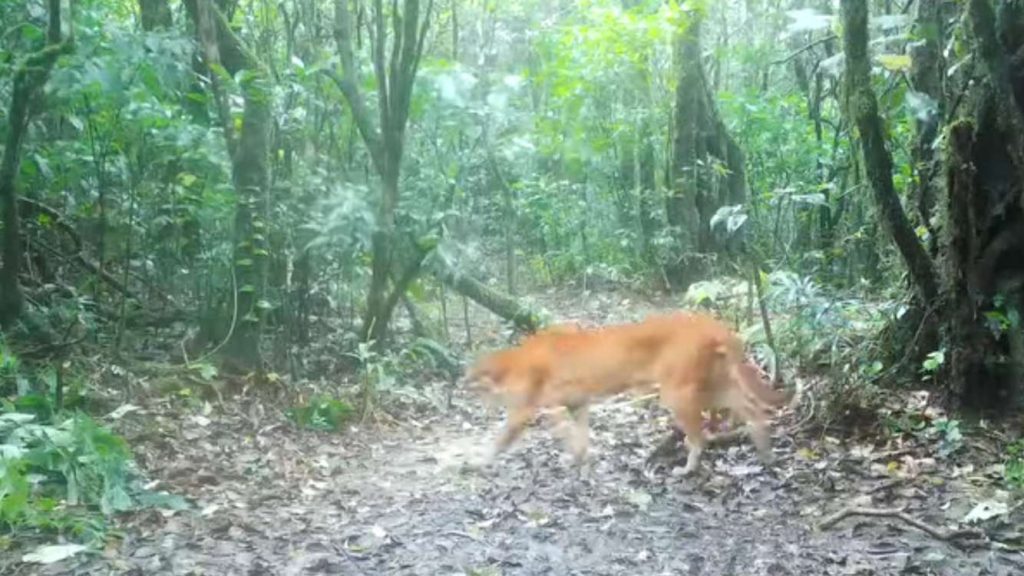thailand’s-mythical-‘fire-tiger’-captured-on-trail-cam,-one-of-the-rarest-sightings-in-the-cat-world