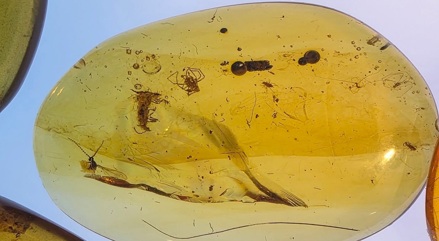 rare-fossils-in-amber-raise-questions-about-secret-lives-of-cretaceous-insects