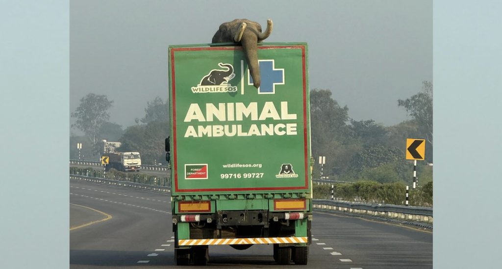 new-elephant-ambulance-marks-inaugural-rescue,-bringing-27-year-old-to-hospital-with-leg-injury