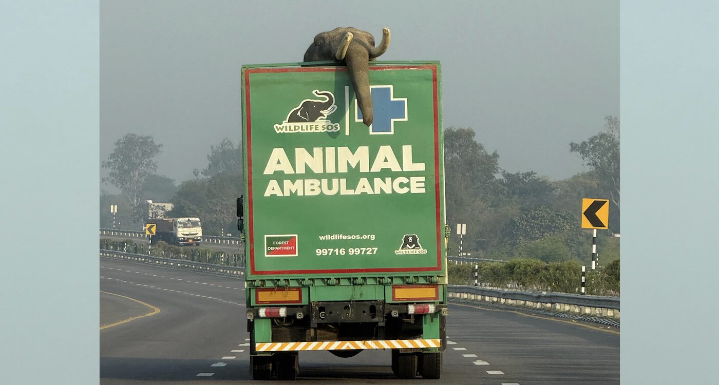 new-elephant-ambulance-marks-inaugural-rescue,-bringing-27-year-old-to-hospital-with-leg-injury