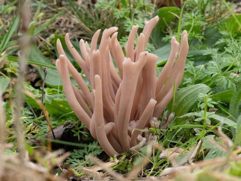 rare-species-of-pink-‘fairy-club’-fungus-discovered-in-uk-for-first-time