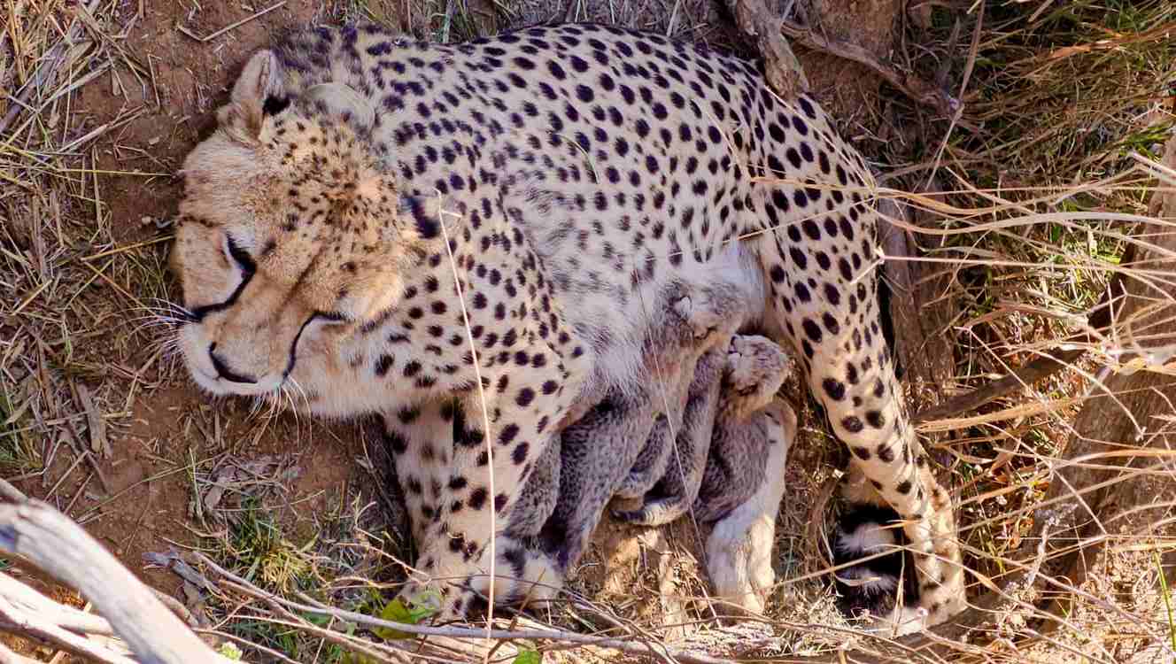 new-baby-boom-for-cheetahs-in-india-after-first-in-the-world-reintroduction