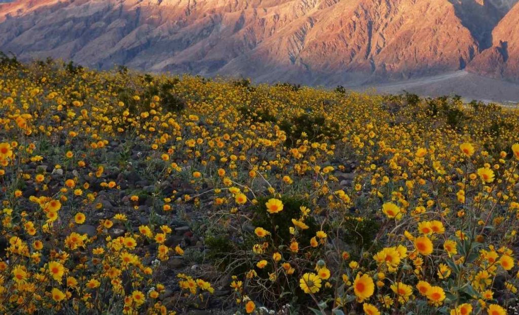 once-in-a-decade-superbloom-carpets-death-valley-in-beautiful,-colorful-life-(look)