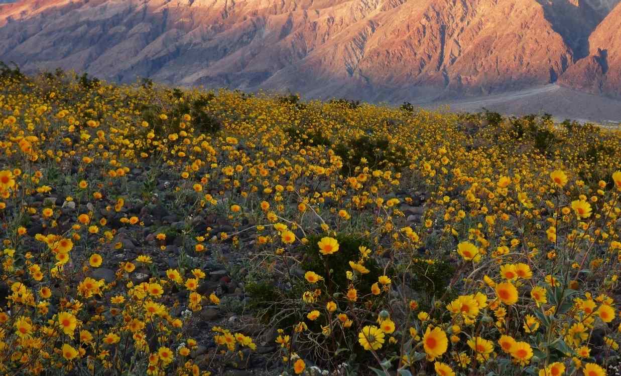 once-in-a-decade-superbloom-carpets-death-valley-in-beautiful,-colorful-life-(look)