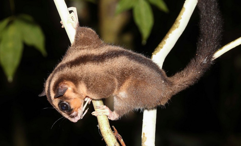 marsupials-previously-thought-extinct-for-6,000-years-discovered:-‘a-once-in-a-lifetime-discovery’