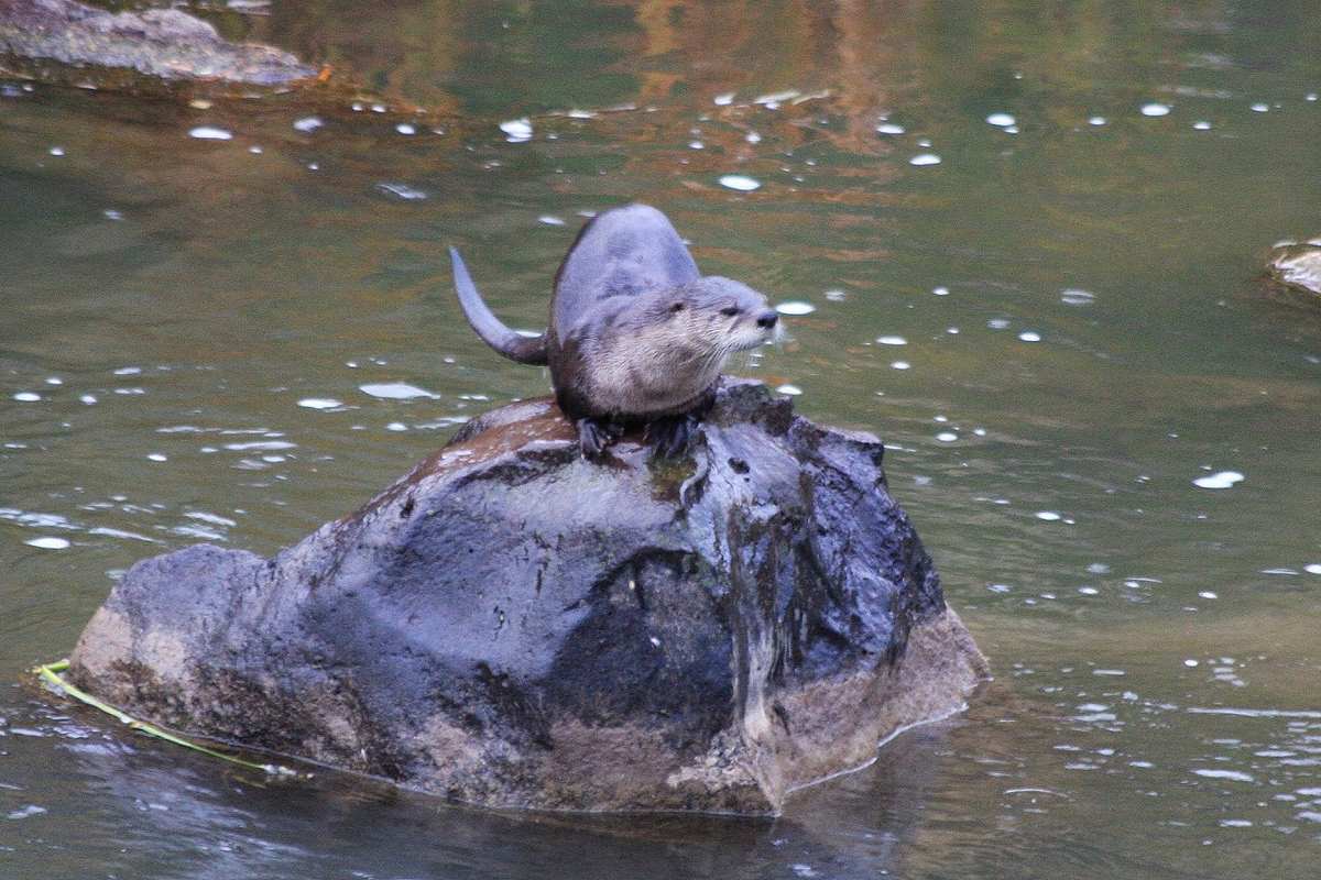 great-lakes-otters-are-a-conservation-success-story-with-populations-flourishing-in-us-and-ontario