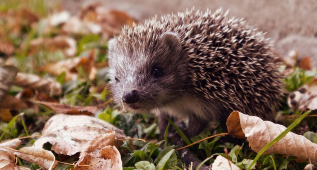 hedgehogs-could-avoid-extinction-by-silent-ultrasound-installed-on-cars-to-prevent-roadkill