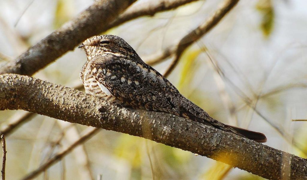 elusive-nightjar-populations-doubled-in-5-years,-a-‘remarkable-comeback’-conservationists-say