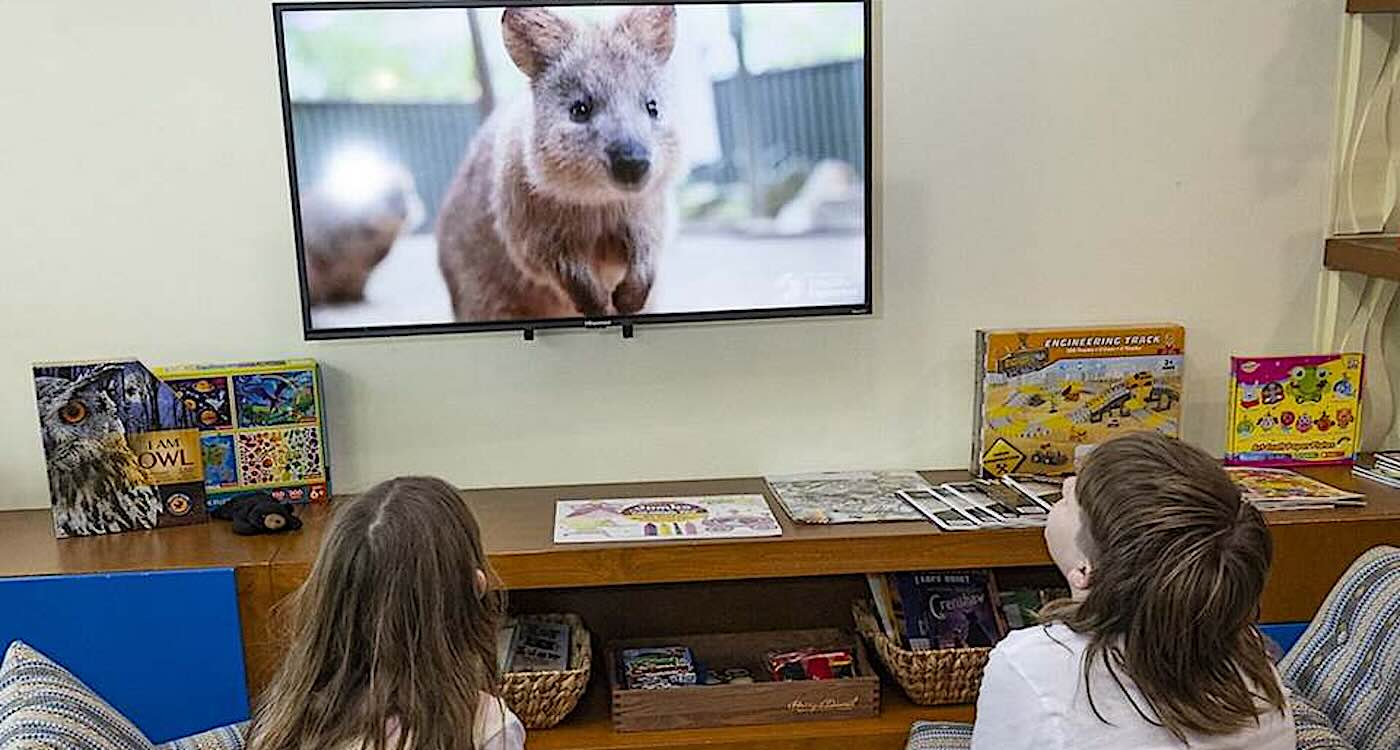 animals-are-streaming-into-400-children’s-hospitals-from-san-diego-zoo’s-dedicated-24-hour-channel