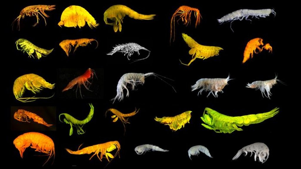 24-new-species-including-a-new-family-of-amphipods-identified-in-deep-sea-survey