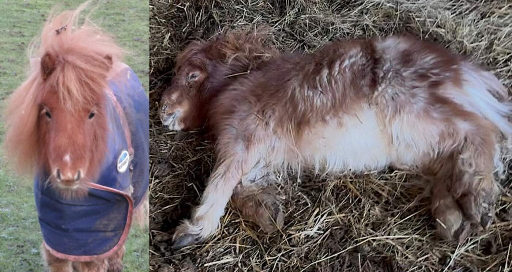 tiny-28-inch-pony-is-now-thriving-after-being-so-sick-he-couldn’t-stand