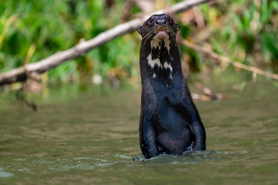un-summit-sees-giant-otter-and-39-other-migratory-species-gain-cross-border-protections