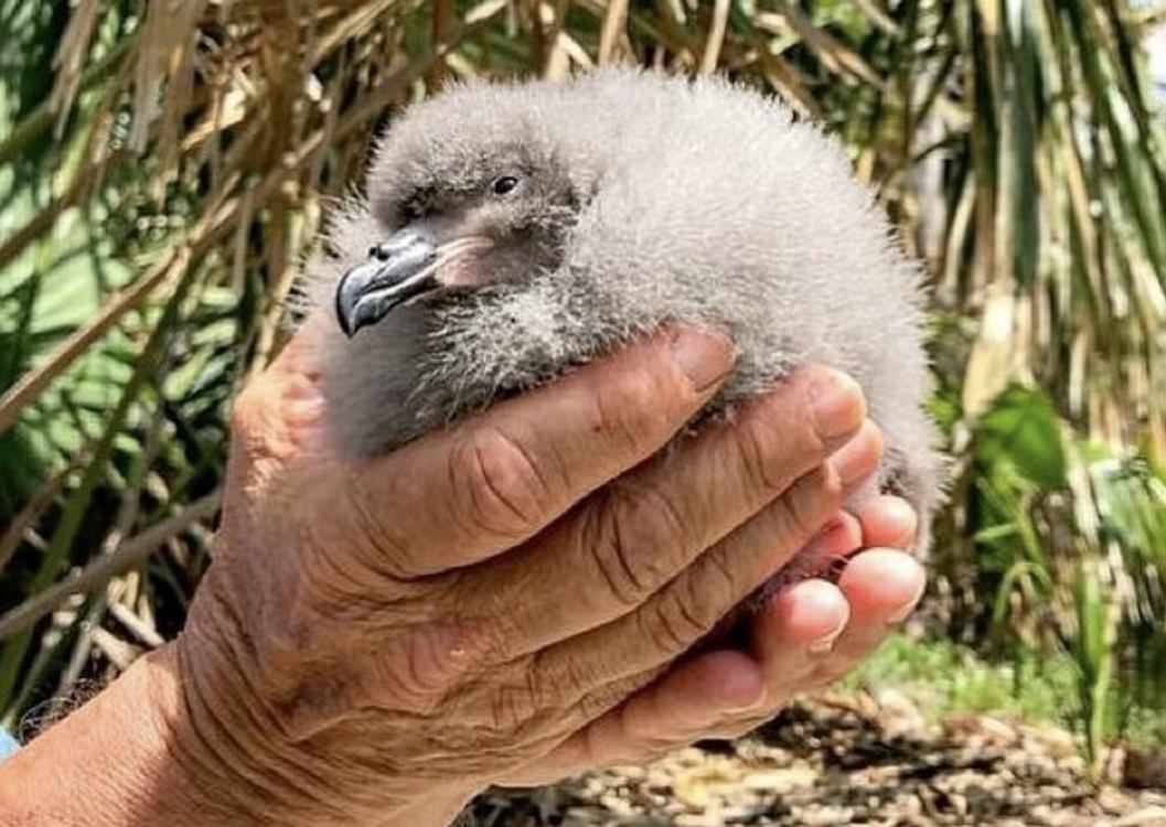 endangered-cahow,-one-of-the-rarest-seabirds-in-the-world,-hatched-on-nonsuch-island-in-bermuda