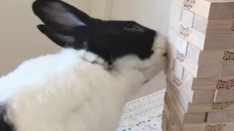watch-this-rescue-rabbit-reign-as-the-furry-champ-of-jenga