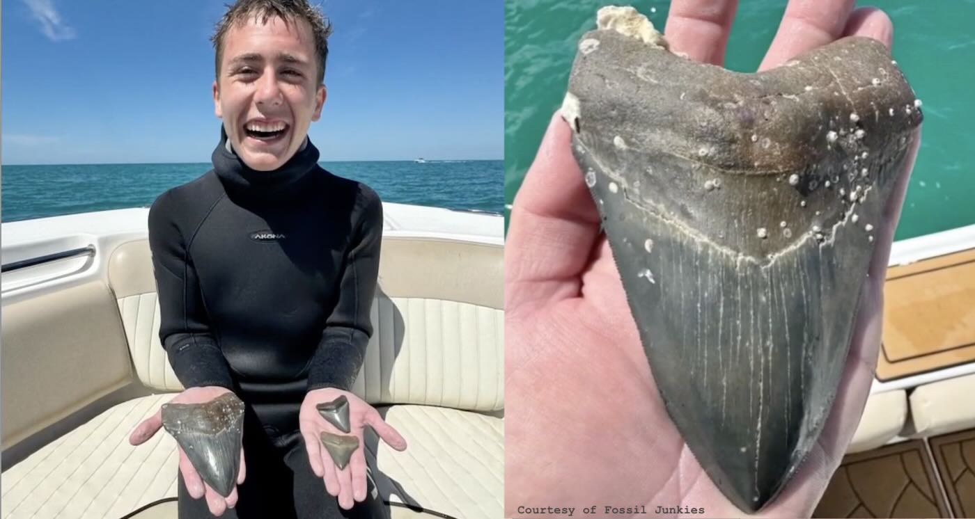 teen-finds-6-inch-megalodon-tooth-millions-of-years-old-while-diving-for-fossils-on-florida-coast