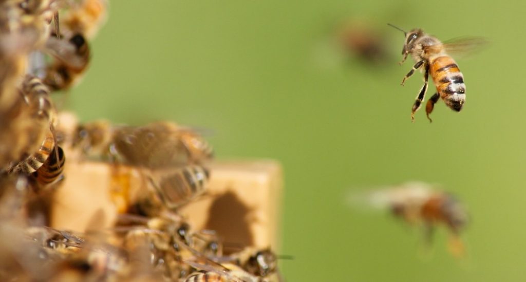 unique-honeybees-found-only-in-southern-california-can-fend-off-deadly-varroa-mites