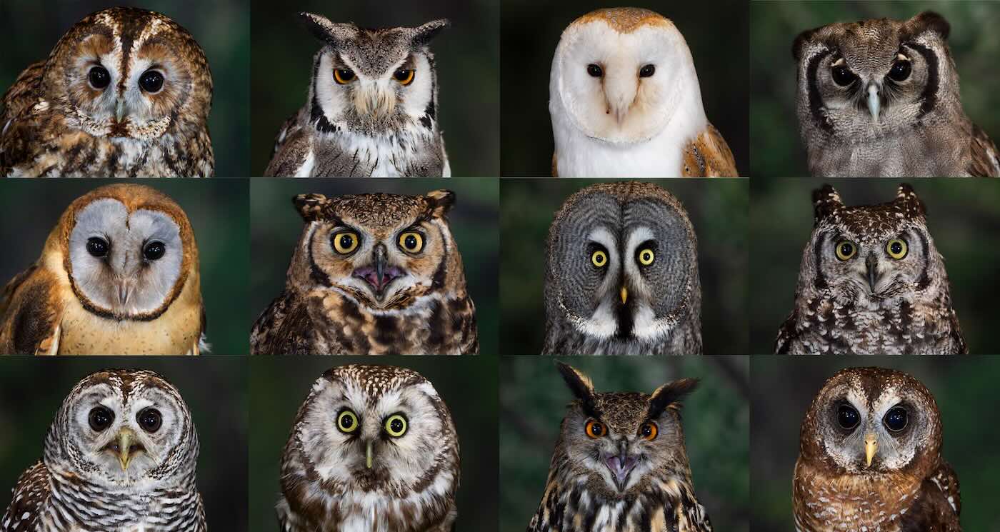 12-stunning-owl-photos-entice-visitors-to-their-scottish-facility–and-any-new-owners-who-may-want-to-buy-it