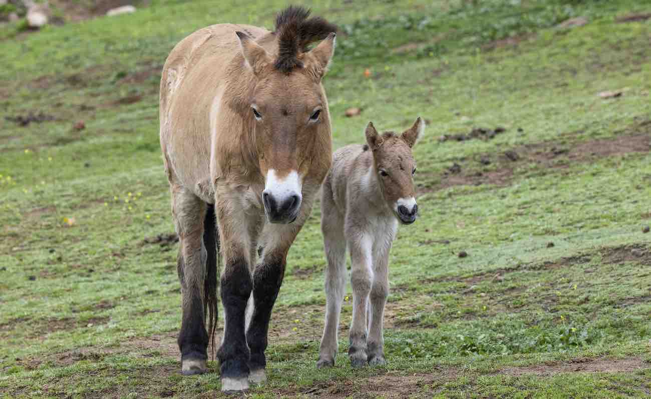 world’s-last-wild-horse-thriving-after-3-years-in-spain’s-gallop-towards-rewilding