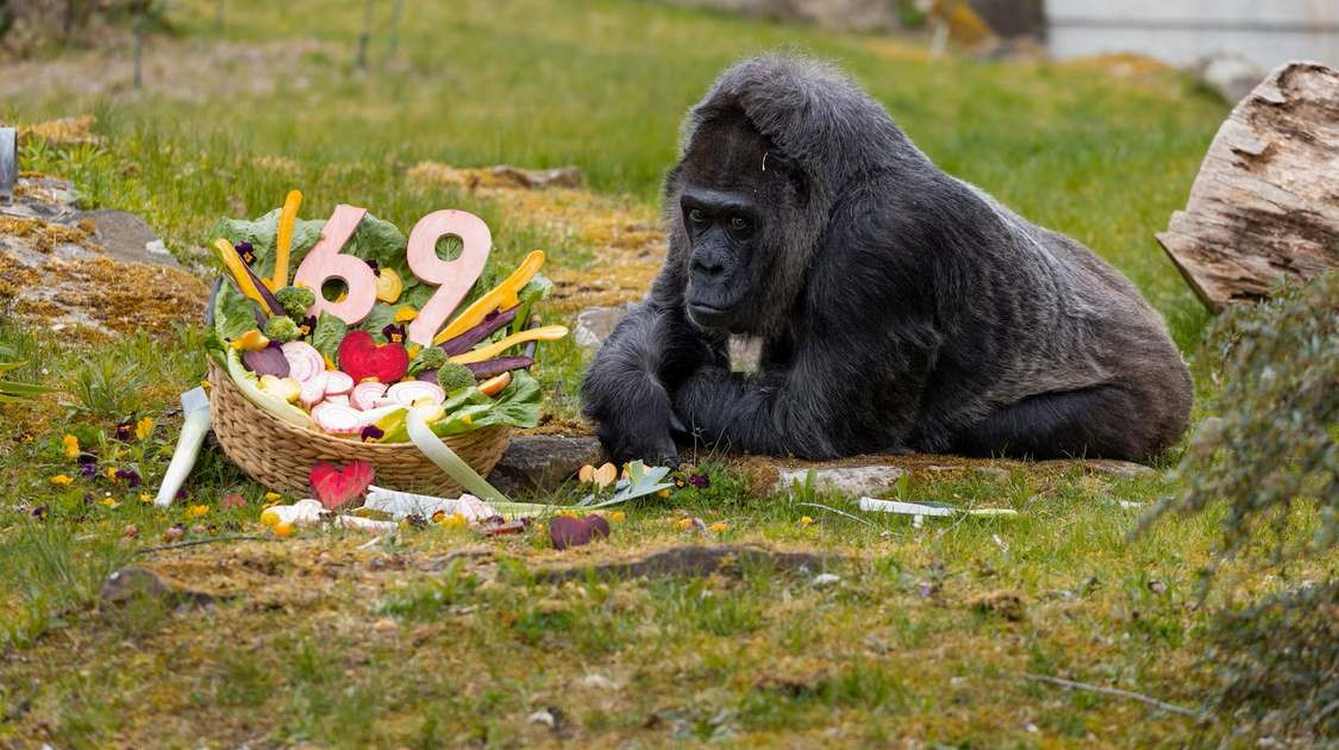 world’s-oldest-gorilla,-known-for-her-dignified-manner,-celebrates-69