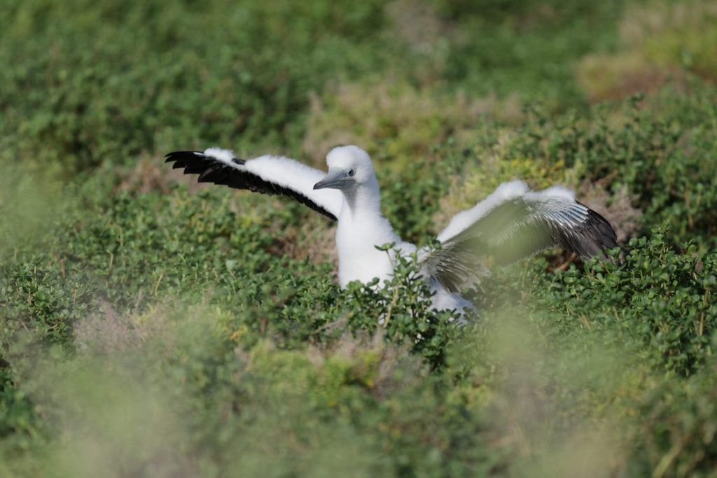us-again-wins-battle-on-wake-atoll–against-invasive-rats-depleting-the-seabird-populations
