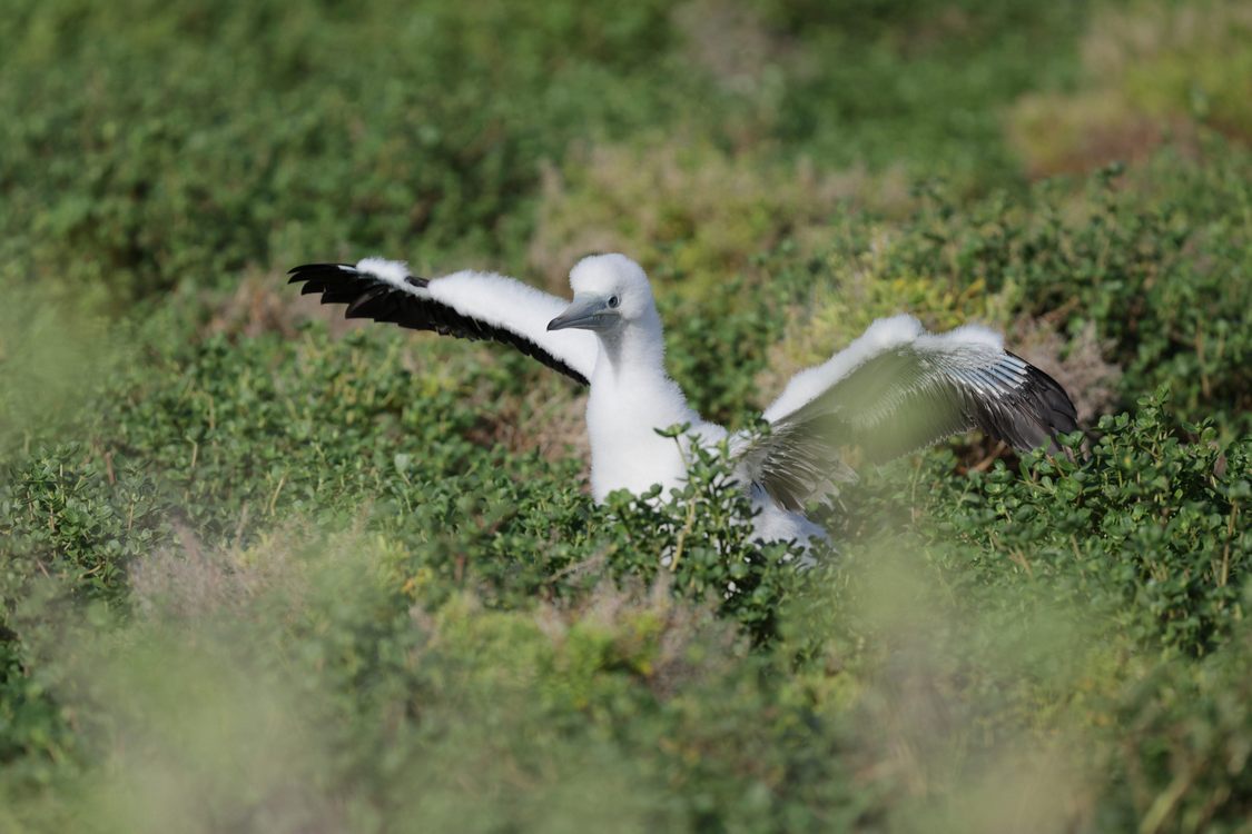 us-again-wins-battle-on-wake-atoll–against-invasive-rats-depleting-the-seabird-populations